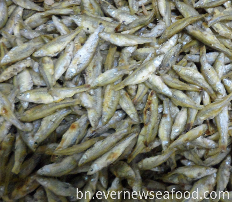 রোস্ট সিউডোরসবোর পরভা